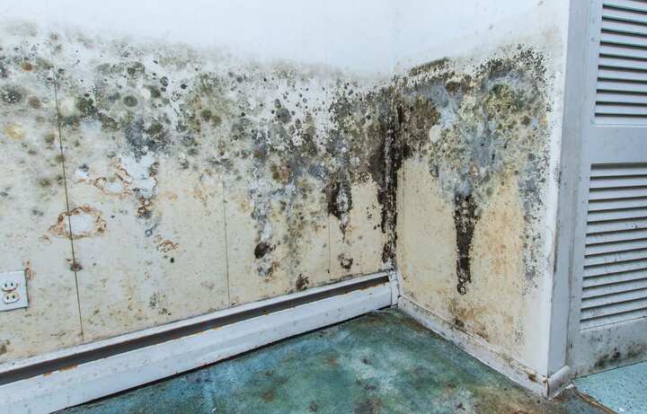 residential mold removal experts in New Smyrna Beach